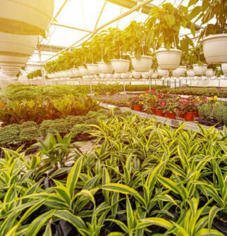 Nursery of flowers and plants for garden in greenhouse